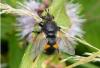 Nowickia sp.